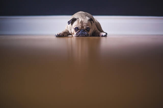 Sad pup: what are developers ashamed of?